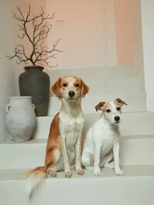 Nala & Mio